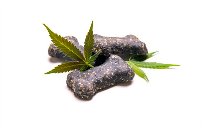 cbd treat for dogs