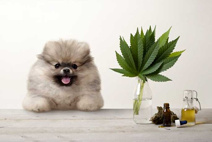 smiling-pomeranian-puppy-dog-marujuana-cannabis-