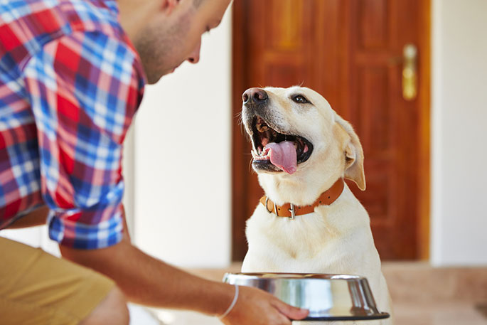 Best Dog Food That’s Delicious & Healthy