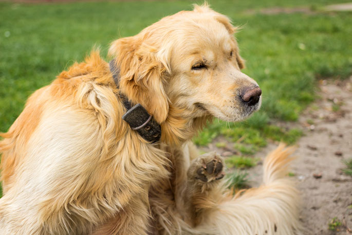 Keep Your Dog Safe From Parasites