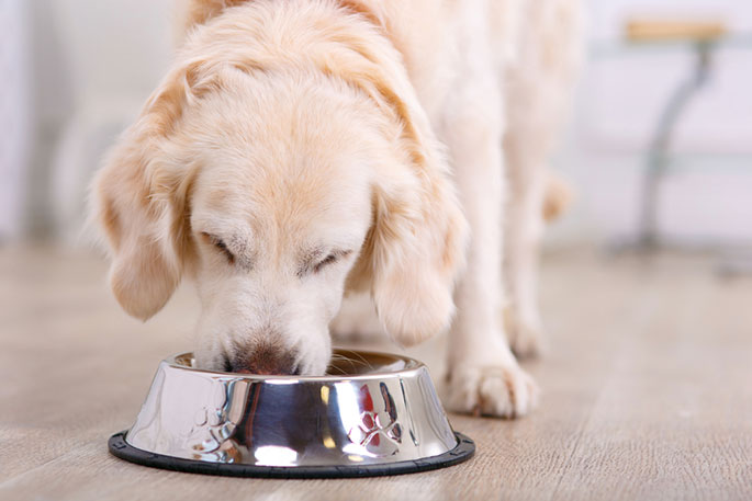 Pet Bowl