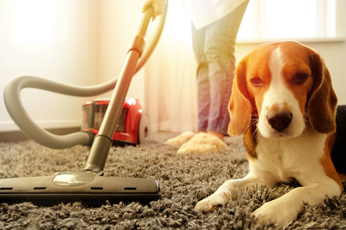 Vacuums for Pet Hair