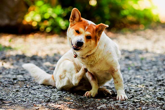 What to Do If Your Dog Has Skin Allergies