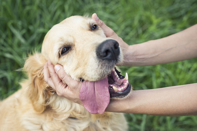 dog care tips and tricks