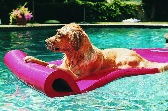 Exciting Games to play with Your Dog This Summer