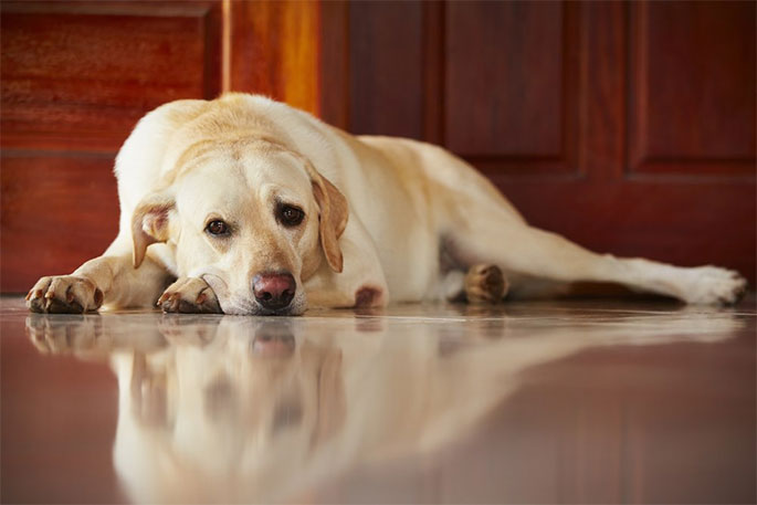 Ways to Reduce Anxiety in Dogs