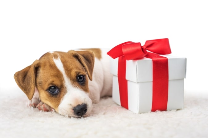 Custom Gift Ideas for The Dog Lovers