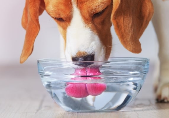 https://www.shutterstock.com/image-photo/beagle-dog-drinking-transparent-bowl-closeup-1052525132