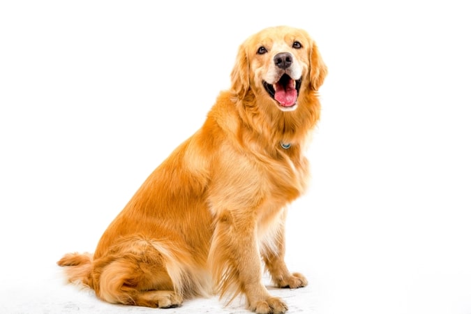 golden retriever