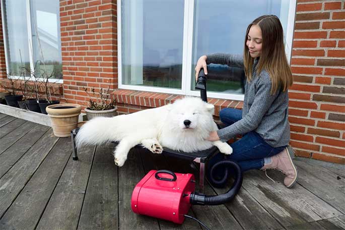 home-safety-tips-for-pet-owner