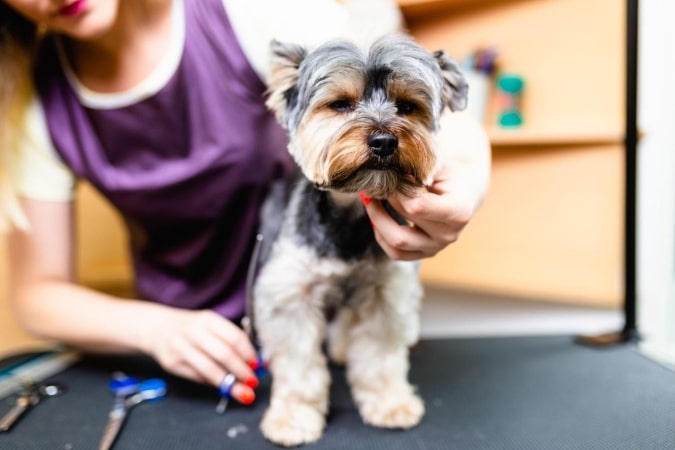 How Much Does Dog Grooming Cost