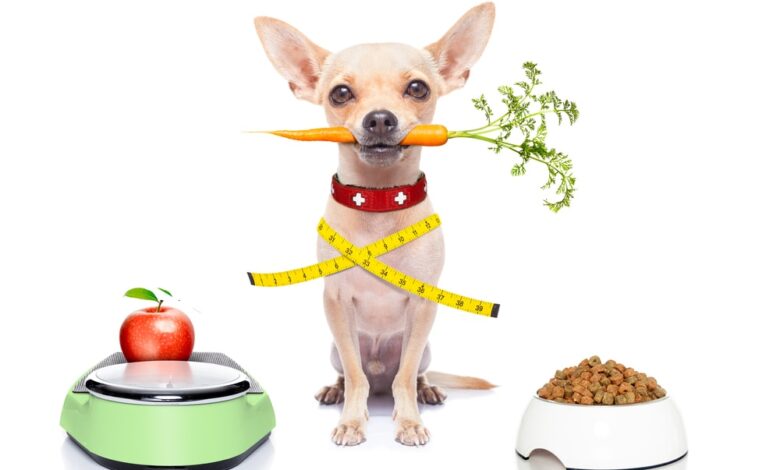 quarantine-period-guide-for-pet-owers