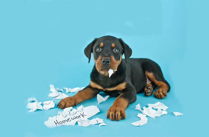 Dog Ate Your Homework