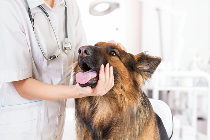 Extend Joint Care for dog