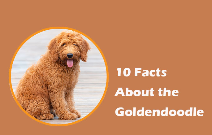 Goldendoodle