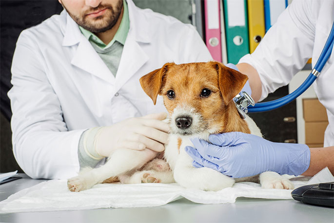 How To Diagnose Dog Vomiting And Diarrhea