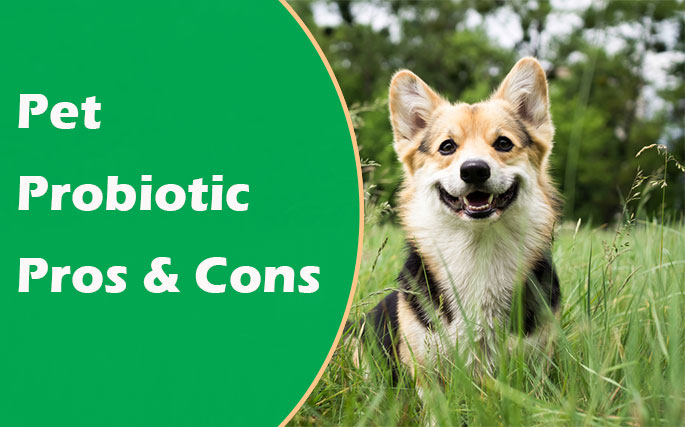 Pet Probiotic: Pros And Cons