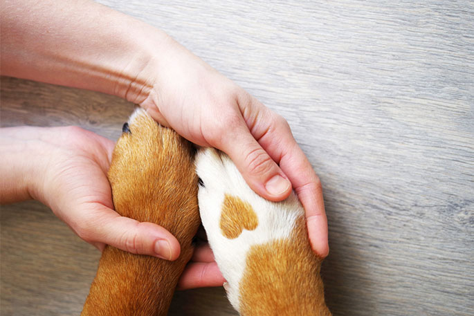 Tips for Properly Caring for Your Dog’s Paws & Claws