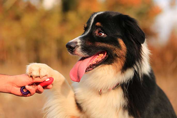 What Is Clicker Training for Dogs