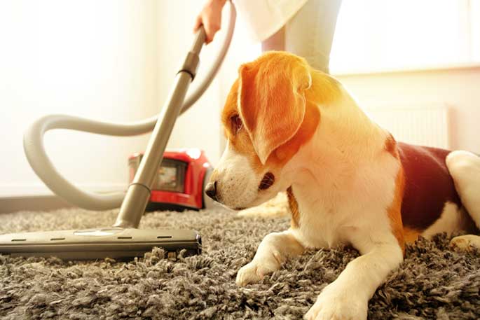 best carpet cleaner for pets