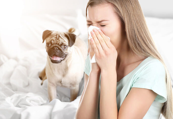 Dog Allergies: Symptoms and Cures