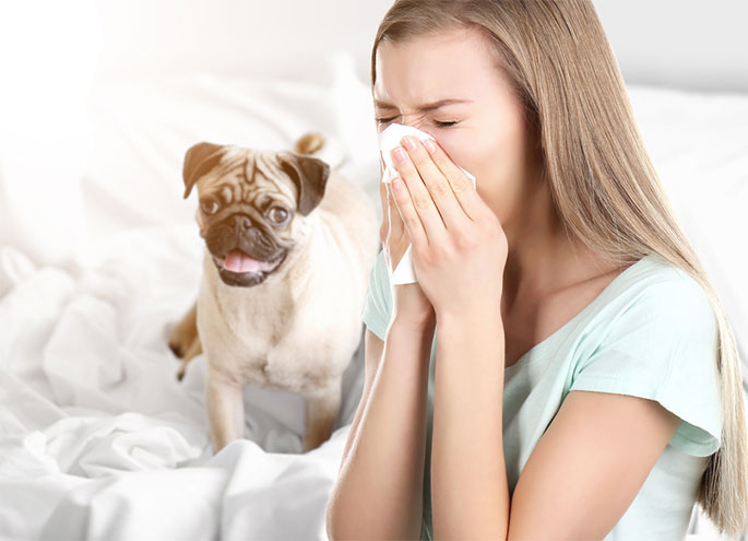 Dog Allergies: Symptoms and Cures