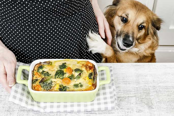 Balanced Homemade Dog Food Recipes