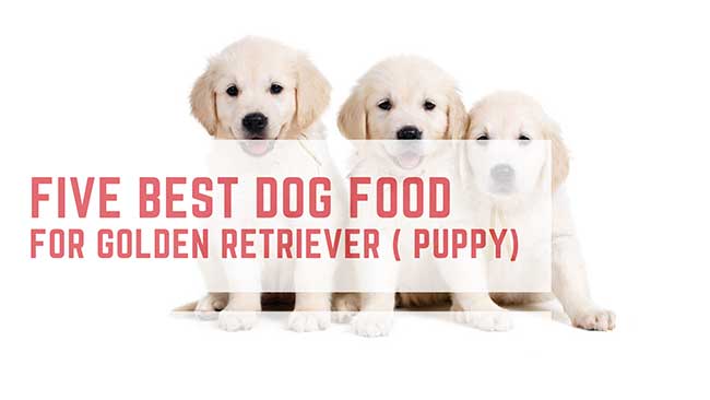 Best Food For Golden Retriever puppies