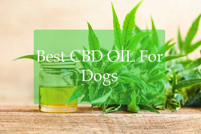 best cbd oil for dogs