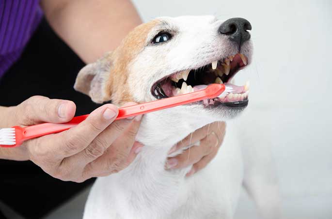 Caring for Your Dog’s Teeth