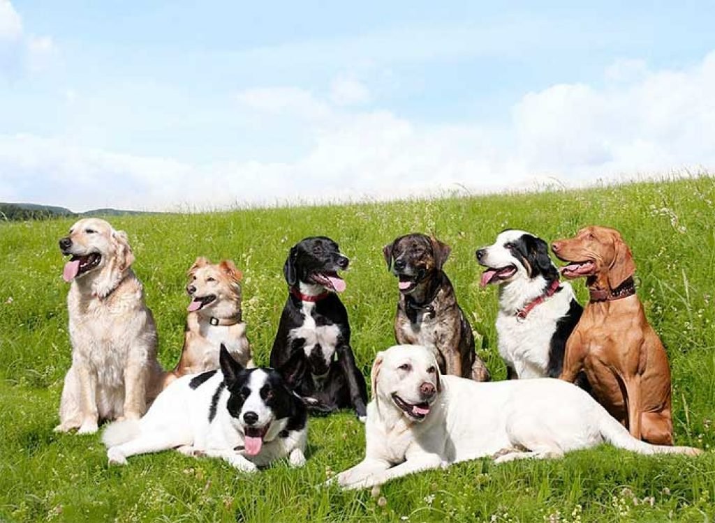 Dog Breed Selector Choosing the Right Dog for You