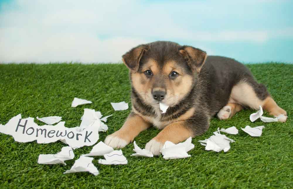 Do Dogs Eat Homework?