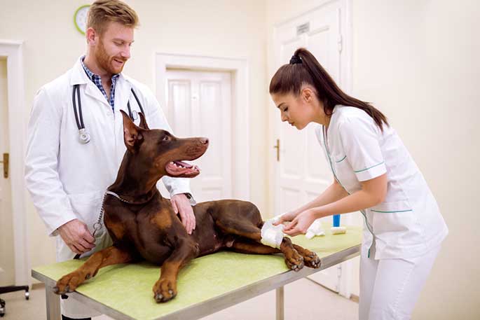 Dogs with Joint Pain and Allergies