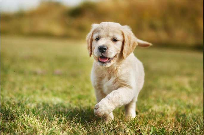 Effective Solution for Flea and Tick Treatment In Dogs