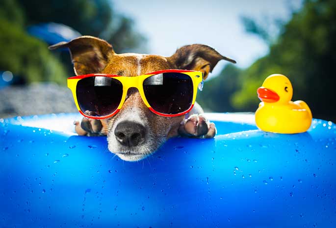 Things to Do With Your Dog This Summer