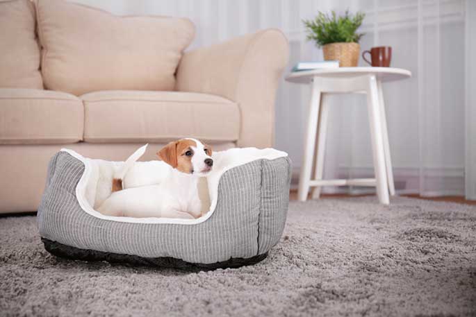Your Dog’s Bed and Wellbeing