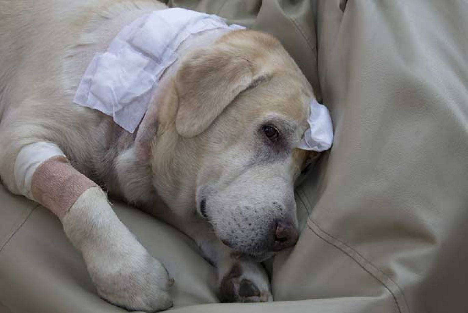 Can Dogs Eat Tamales? Understanding the Potential Risks and Benefits