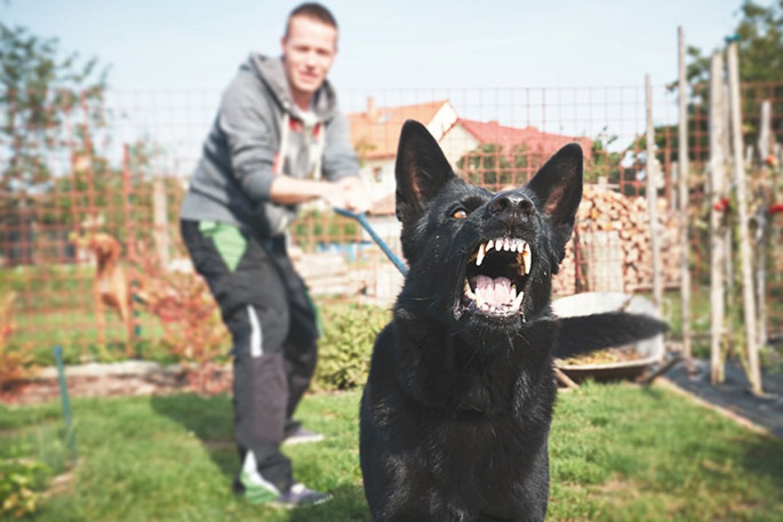 Things to bear in mind when training aggressive dogs