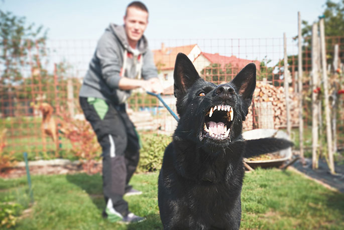 training aggressive dogs