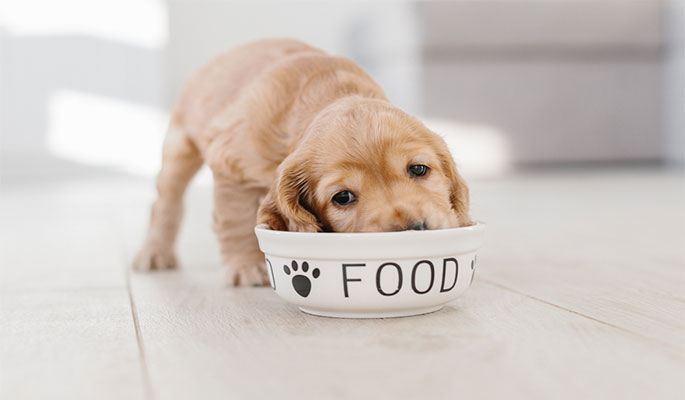 vet recommended puppy food