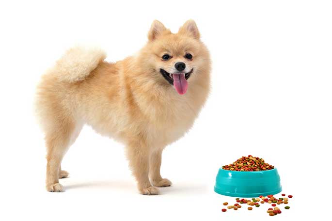 10 best dog food for Pomeranian