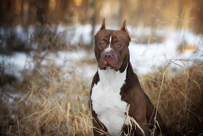 top pitbull breeders