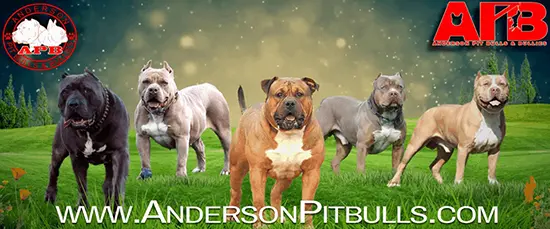 Anderson Pitbulls