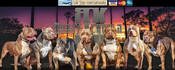 Bossy Kennels - Pitbull Breeders