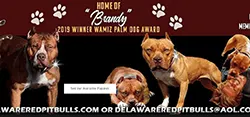 Delaware Red Pitbulls 