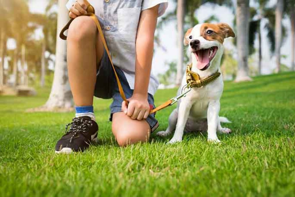 Dog Behavioral Issues And Mental Wellbeing