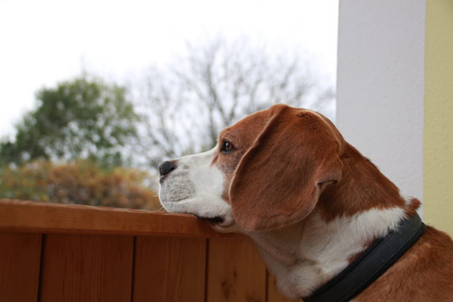 How to Deal with Your Dog's Separation Anxiety