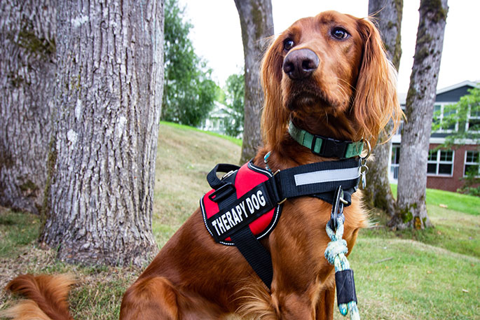 Therapy dog