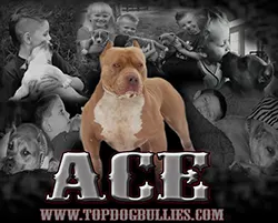 Topdog Bullies