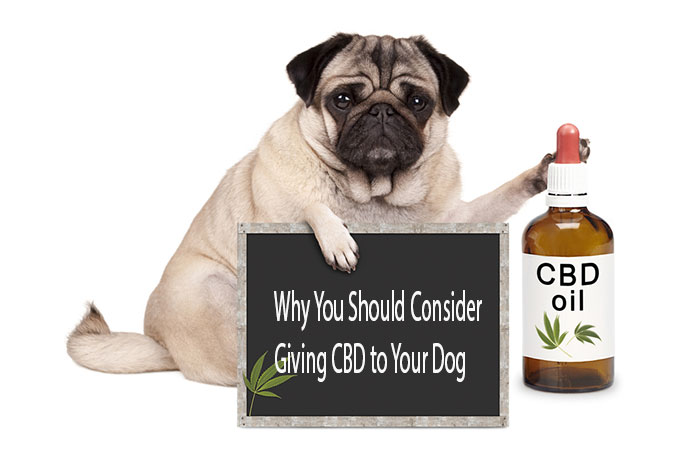 Why Should You Consider Giving CBD To Your Pet
